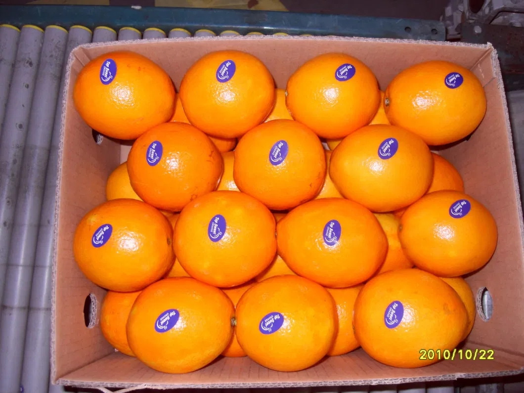 Fresh Honey Orange/Mandarin Orange in China