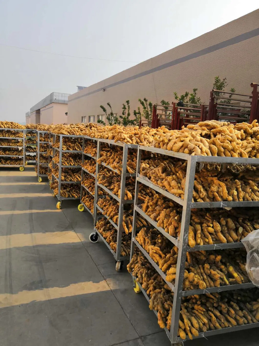 Chinese Selected Delicious Organic Yellow Air Dry Ginger