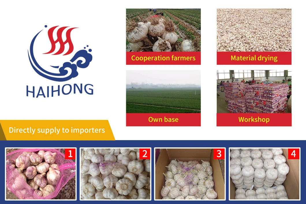 Chinese Export Standard Fresh New Crop Solo Garlic