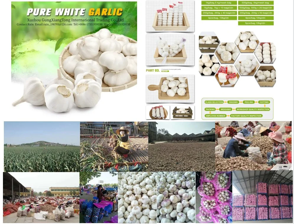 New Wholesale Jiangsu Good Price Export Solo Pure Peeled Fresh Dried Normal/Super White Dehydrated Garlic