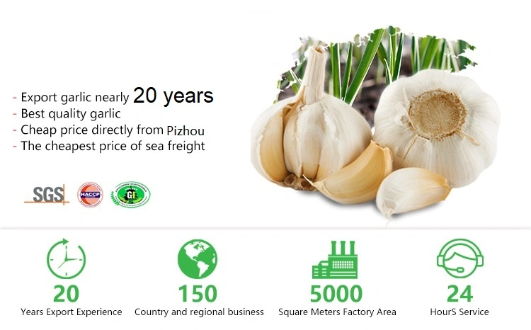 New Wholesale Jiangsu Good Price Export Solo Pure Peeled Fresh Dried Normal/Super White Dehydrated Garlic