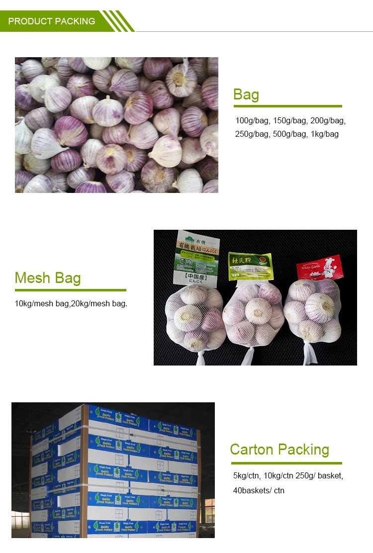 Single One Clove Solo Garlic New Crop China Origin Top Quality Good Price Free Sample