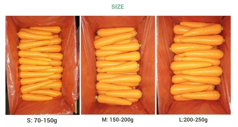 New Crop Carrot Prices S/M/L/2L Size Packed in Plastic Bag or Cartons