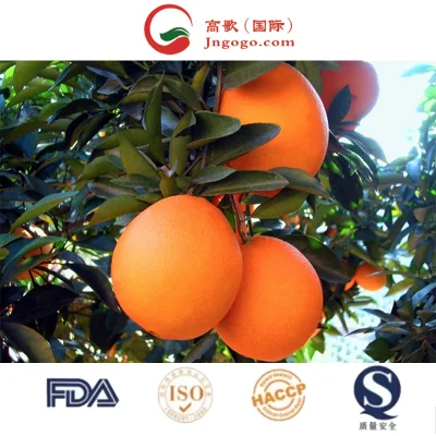 Продавайте лучшие поставщики свежих апельсинов Navel Orange, органические
