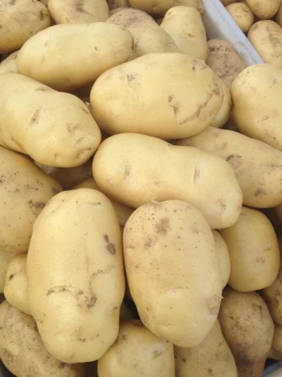 Новый урожай хорошего качества свежего голландского картофеля
